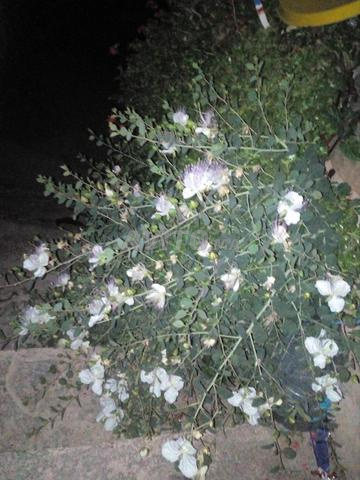 عسل الجبال الحر - 2