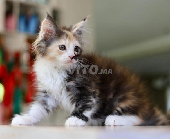 Bébé femelle chirazi