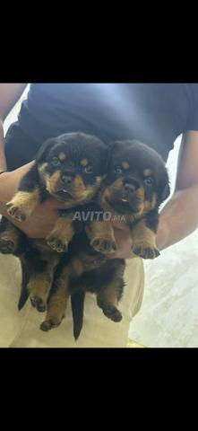 Chiot rottweiler pure race - 2