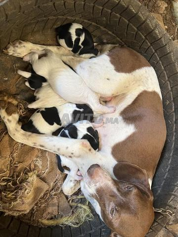 Chiot braque de chasse 27 jours - 2