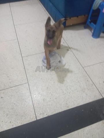 chiots malinois - 2