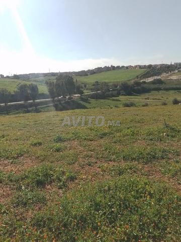 1 hectare à 500m de Tiflet, 55 millions - 2