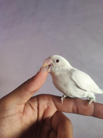 فيشر عين حمراء - 2