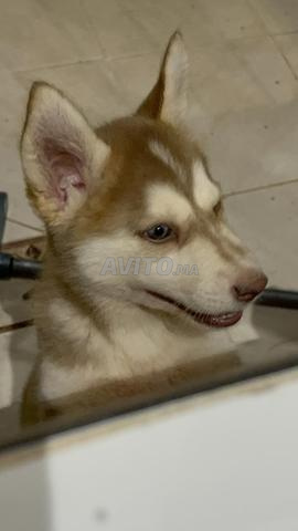 Husky à vendre - 2