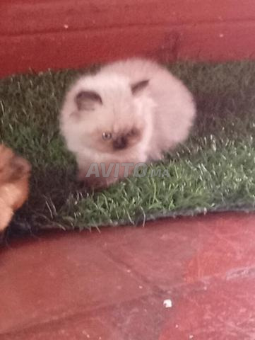 Chat Persan Himalaya - 2