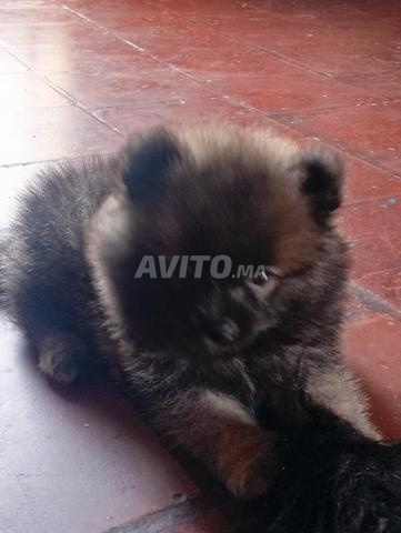 Chiot Spitz - 2