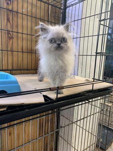 Chatons persans 2 mois - 2
