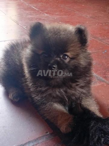 Chiot Spitz - 2