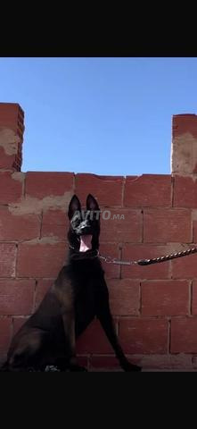 جـراء مالينوا عمرها 3 أشهر