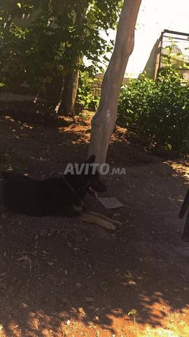 Chien de garde pour la nuit et la protection du bétail à un prix très intéressant