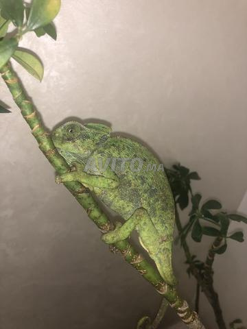 Caméléon casqué - 2