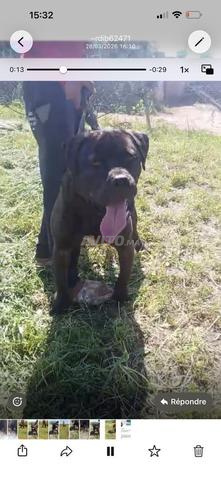 Cane corso mâle 10 mois - 2