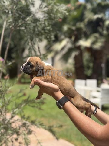 Chiot Boxer Pedigree à vendre - 2