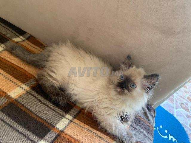 Siamois Himalayen