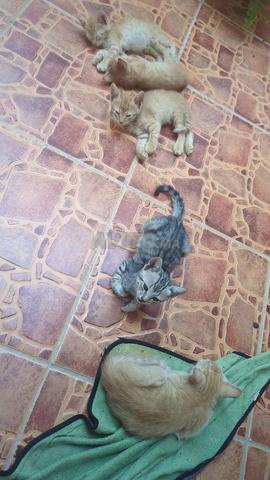 🐱 كفالة 5 قطط صغيرة بصحة جيدة – الجديدة 🏡 - 2
