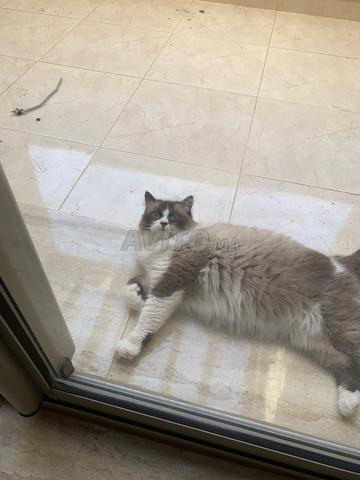 Chat de race Ragdoll - 2