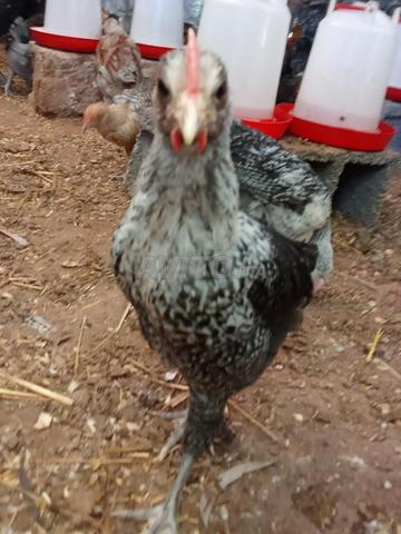 Poulets locaux magnifiques - 2