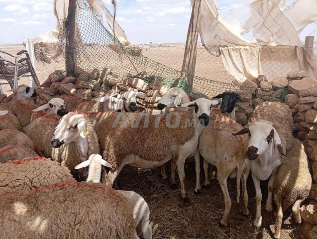 20 نعجة صردية للبيع ضارة