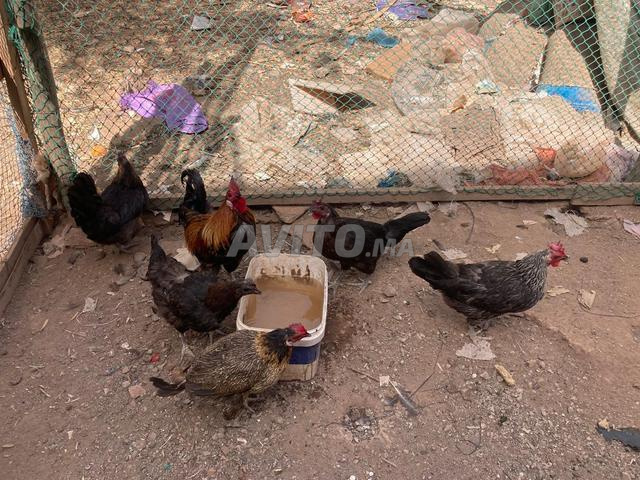 Belles poules à vendre - 2