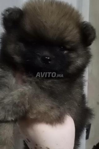 Spitz Pomeranian - 2