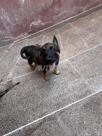 Berger malinois - 2