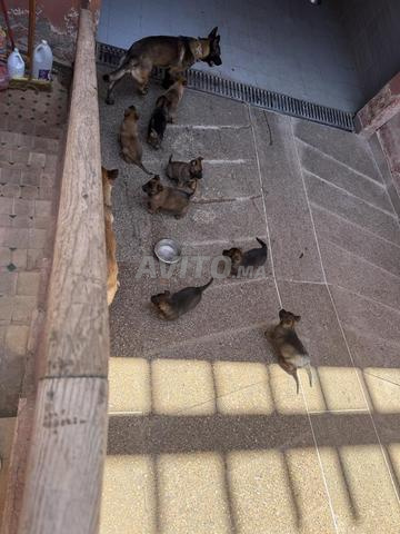 Berger malinois