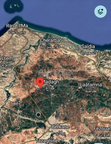 Ferme agricole de 7,4 ha près de Madagh, Berkane