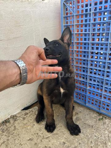 Chienne Malinois Charbonnée à vendre - 2