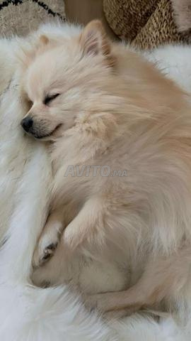 Spitz Pomeranian - 2