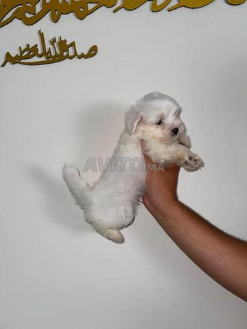 بيشون صغار - 2