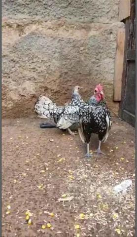 بيع دجاج سيبرايت