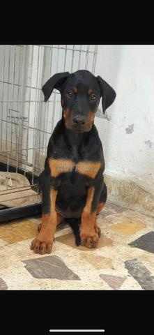 chiot doberman - 2