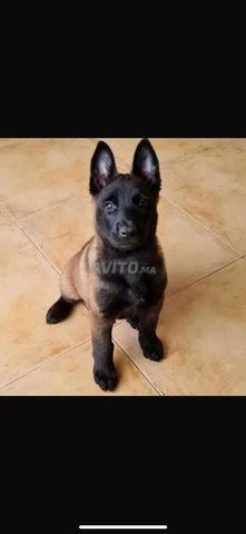 Chiot Malinois - 2