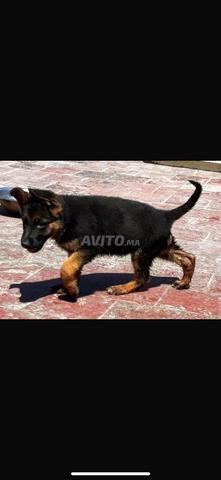 chiot berger allemand - 2