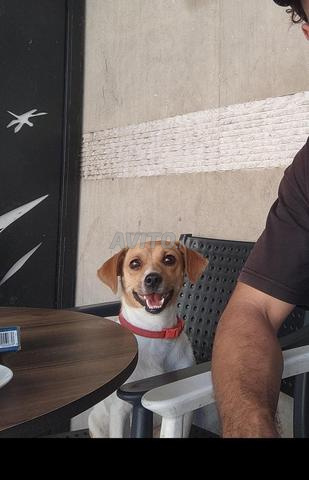 Jack Russell