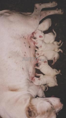 Chiot Dogo Argentino pur race à vendre