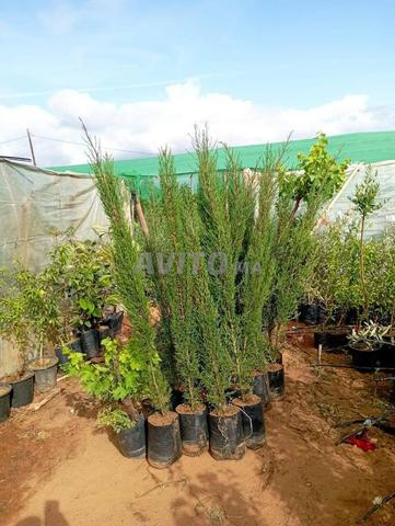 بيع جميع أنواع الأشجار بالمغرب مع الإرسال