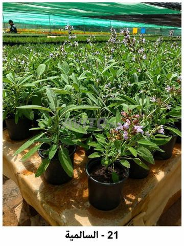 Vente de tous types d'arbres au Maroc avec livraison