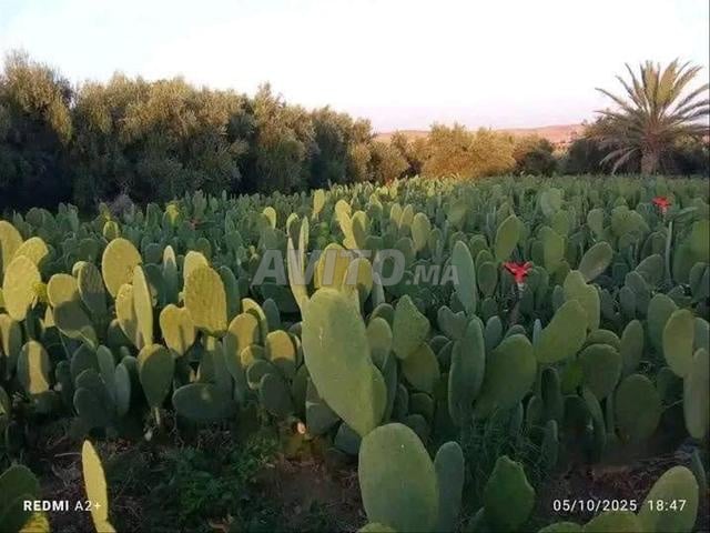 بيع جميع انواع الاشجار بالمغرب مع الارسال - 2
