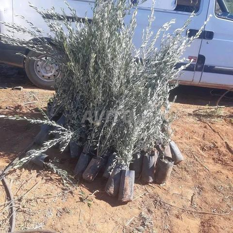 Vente de tous types d'arbres au Maroc avec livraison