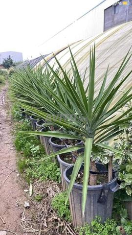 Vente de tous types d'arbres au Maroc avec livraison