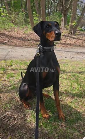Chien Doberman âgé de 6 mois - 2
