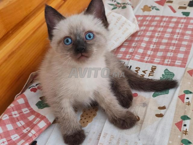 Chatons Siamois à vendre - 2