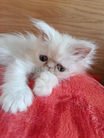 Chaton persan mâle pure race 2 mois - 2