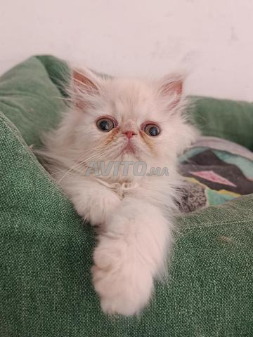 Chaton persan 2 mois - 2