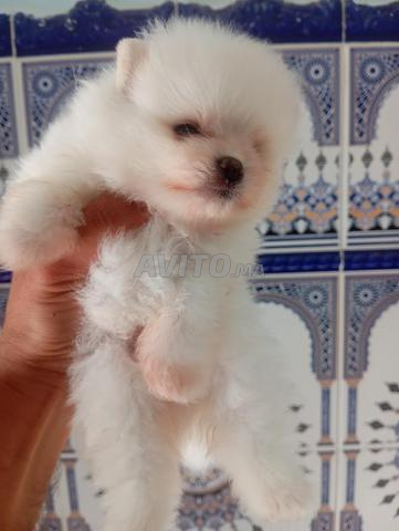 Magnifiques chiots Spitz Poméranien 🐶 - 2
