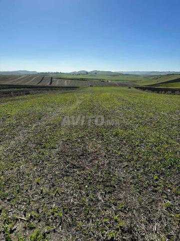 Terrain Agricole Titré A Vendre - 2