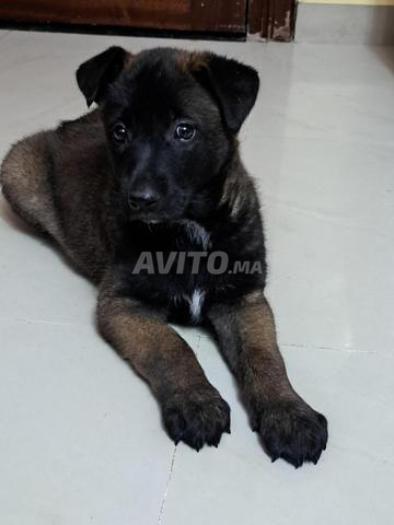 Femelle Malinois et Labrador - 2