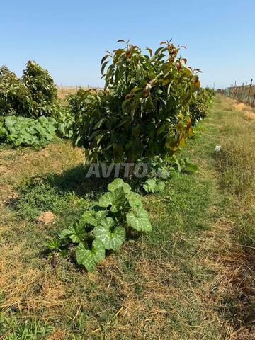 Sidi Ayach Oulad Salama, ferme agricole distinctive avec piscine - 2