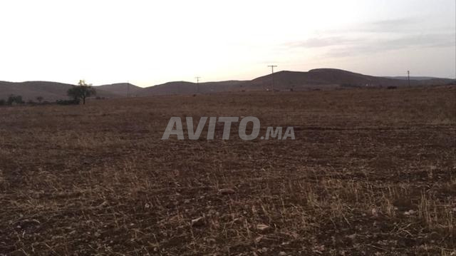 Terrain titré sur tri9 gharb 🌿 Terrain agricole titré - 2